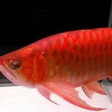 紅龍魚拍賣價格記錄怎么查（如何查詢紅龍魚的拍賣價格記錄）