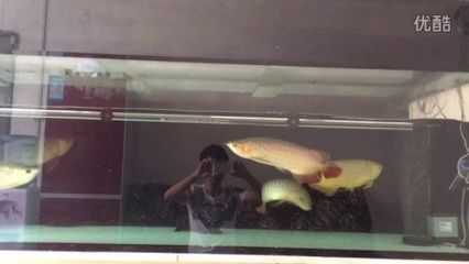 龍魚(yú)對(duì)魚(yú)缸尺寸要求標(biāo)準(zhǔn)：龍魚(yú)對(duì)于魚(yú)缸尺寸要求標(biāo)準(zhǔn)