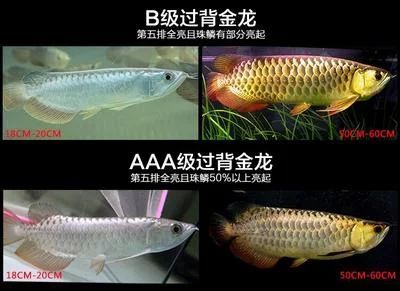 龍魚等級區(qū)分圖解：龍魚的等級區(qū)分