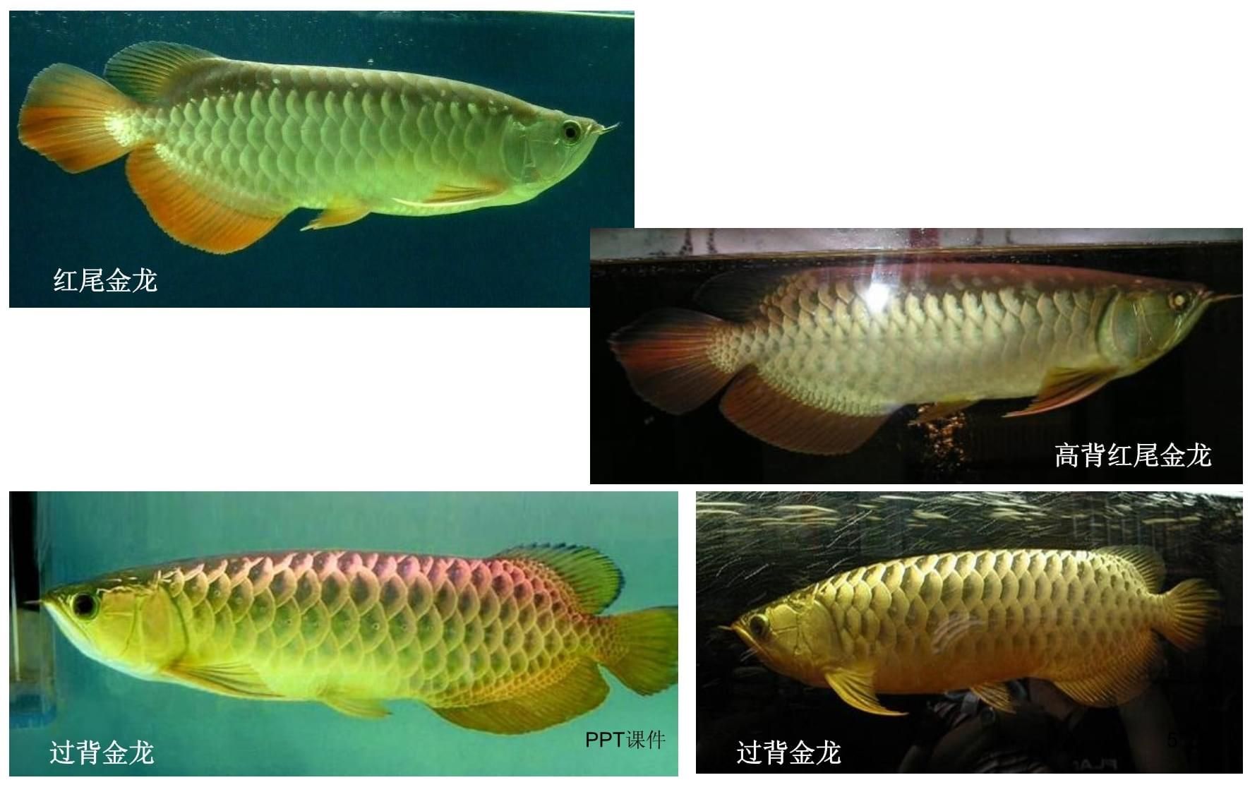龍魚ppt（《龍魚養殖與鑒賞》）