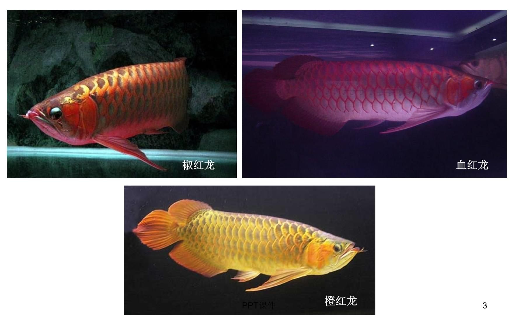 龍魚ppt（《龍魚養殖與鑒賞》）