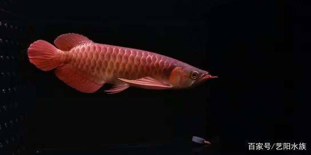 龍魚缸用什么背景顏色好看：選擇合適的背景顏色對于提升龍魚健康生長至關重要