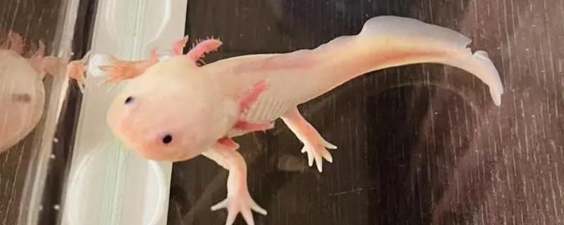虎紋恐龍魚需要打氧嗎（虎紋恐龍魚光照需求詳解虎紋恐龍魚光照需求詳解）