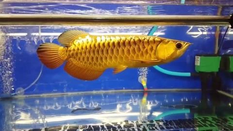 金龍魚(yú)分幾種級(jí)別的魚(yú)類(lèi)，金龍魚(yú)品種及種等級(jí)