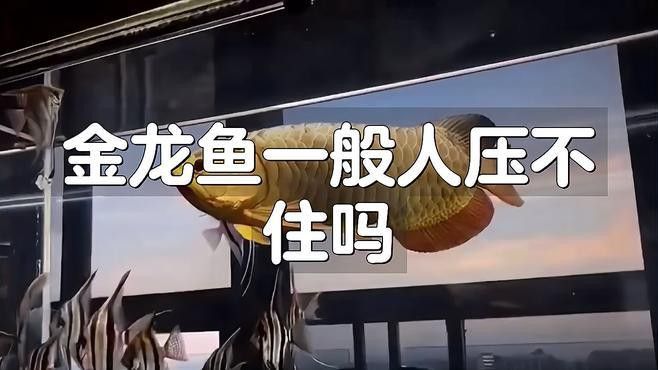 過背金龍魚和高背金龍魚的飼養難度如何？