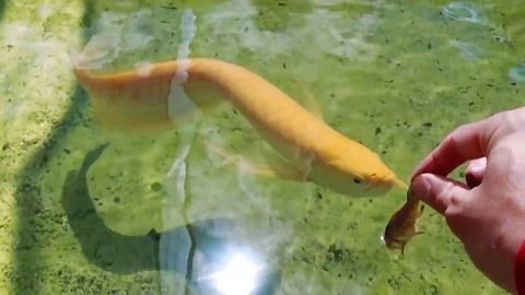 過背金龍魚喂什么發色好看（過背金龍魚吃什么發色好金龍魚吃什么發色好）