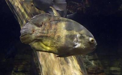 什么魚吃龍魚剩下的殘渣：哪種魚會食用龍魚剩余的食物殘渣