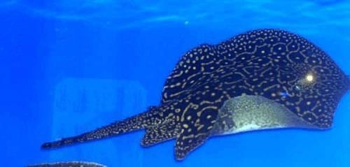 黑金魟魚水質(zhì)調(diào)控方法，黑金魟魚水質(zhì)調(diào)控方法維持適宜環(huán)境保障健康養(yǎng)殖