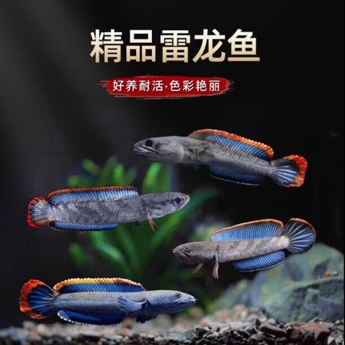 可以混養(yǎng)的雷龍魚圖片