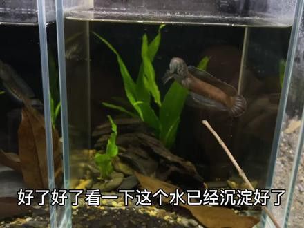 可以混養(yǎng)的雷龍魚圖片
