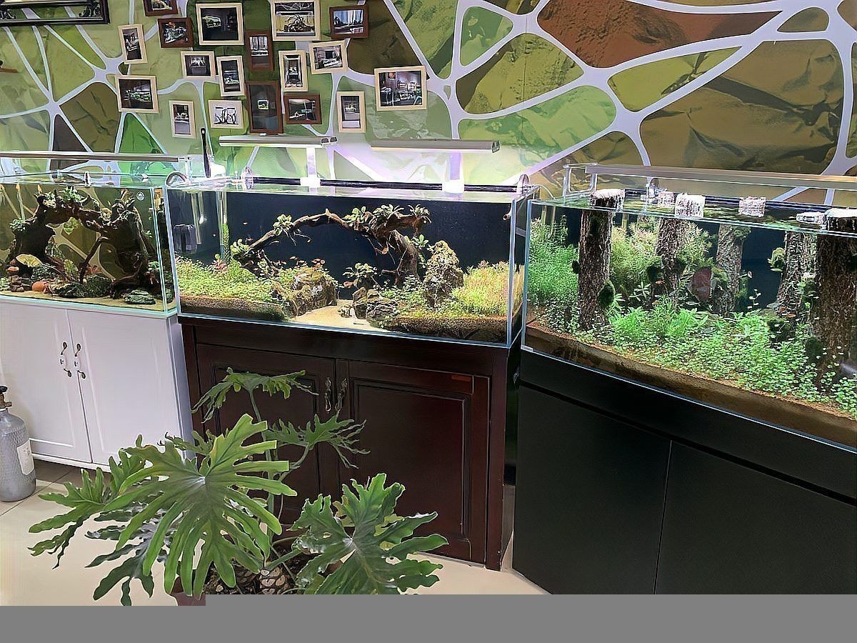可以混養(yǎng)的雷龍魚圖片