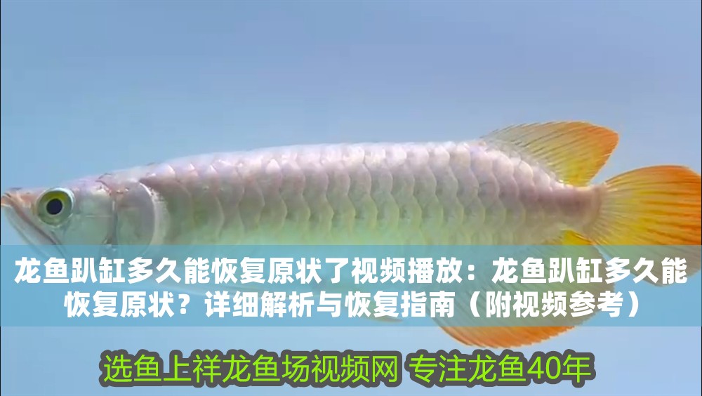 龍魚趴缸多久能恢復原狀了視頻播放：龍魚趴缸多久能恢復原狀？詳細解析與恢復指南（附視頻參考）