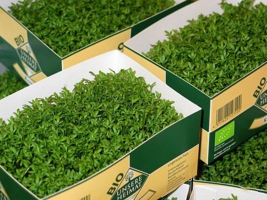 紅龍魚品牌推薦