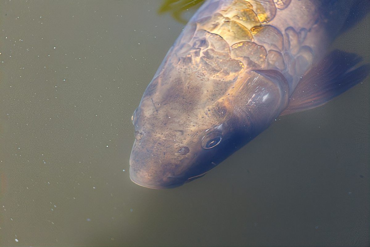 魚蒙眼怎么治療最有效