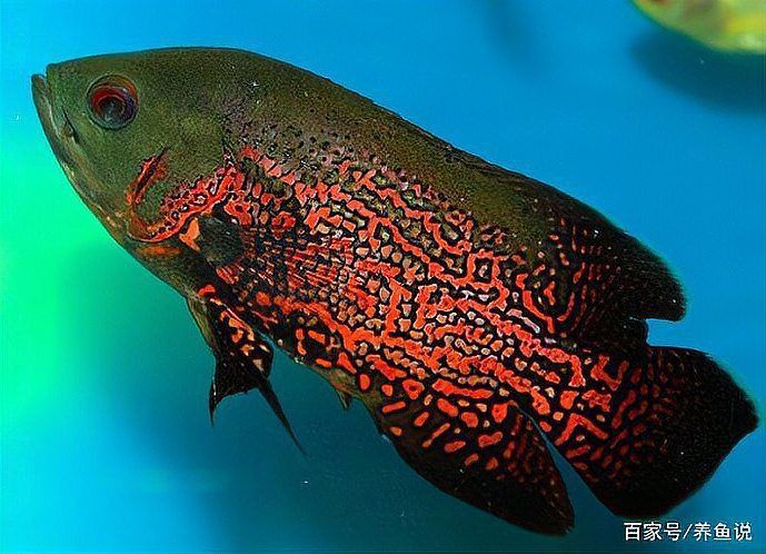 魚蒙眼怎么治療最有效