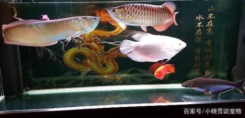 龍魚哪里買便宜又好（海口新埠島碼頭龍魚購買攻略海口新埠島碼頭龍魚）