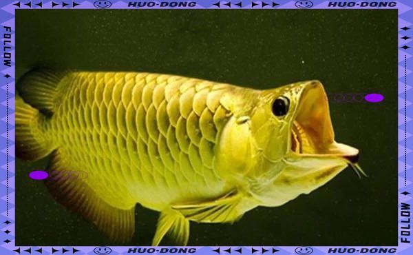 龍魚尾爛的原因分析 龍魚尾爛的原因分析 龍魚百科 第5張