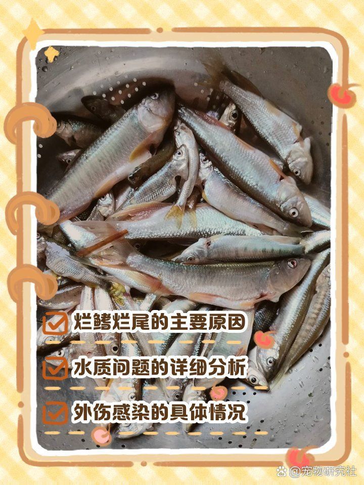 龍魚尾爛的原因分析 龍魚尾爛的原因分析 龍魚百科 第13張