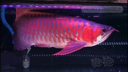 龍魚十大漁場排名榜最新（龍魚十大漁場排名最新，馬來西亞祥龍魚漁場排名榜最新） 龍魚十大漁場排名榜最新（龍魚十大漁場排名最新，馬來西亞祥龍魚漁場排名榜最新） 龍魚百科 第1張
