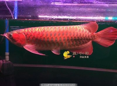 龍魚十大漁場排名榜最新（龍魚十大漁場排名最新，馬來西亞祥龍魚漁場排名榜最新） 龍魚十大漁場排名榜最新（龍魚十大漁場排名最新，馬來西亞祥龍魚漁場排名榜最新） 龍魚百科 第4張