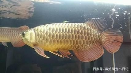 金龍魚什么品種好【金龍魚什么品種好金龍魚什么品種好】