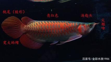純血紅龍魚和辣椒紅龍魚區別（純血紅龍魚與辣椒紅龍魚的區別）