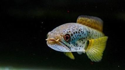 雷龍可以和金龍魚混養(yǎng)嗎：雷龍和金龍魚可以混養(yǎng)但需要注意幾個(gè)關(guān)鍵因素以確保兩種魚類和諧共存