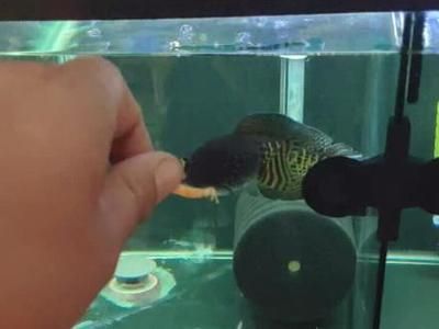 雷龍可以和金龍魚混養(yǎng)嗎：雷龍和金龍魚可以混養(yǎng)但需要注意幾個(gè)關(guān)鍵因素以確保兩種魚類和諧共存