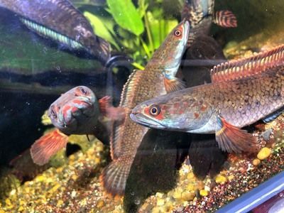 雷龍可以和金龍魚混養(yǎng)嗎：雷龍和金龍魚可以混養(yǎng)但需要注意幾個(gè)關(guān)鍵因素以確保兩種魚類和諧共存