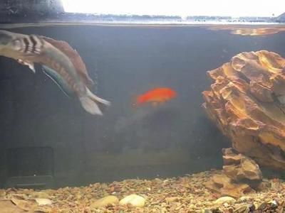 雷龍可以和金龍魚混養(yǎng)嗎：雷龍和金龍魚可以混養(yǎng)但需要注意幾個(gè)關(guān)鍵因素以確保兩種魚類和諧共存