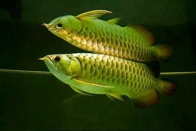 龍魚(yú)翻身是什么原因造成的：龍魚(yú)翻身是什么原因造成的呢？