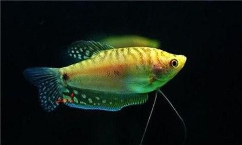 黃龍魚大概多少錢一條啊