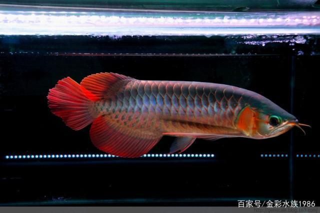 如何判斷紅龍魚健康：判斷紅龍魚是否健康是養好者關注的重要問題，紅龍魚選購技巧指南