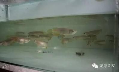 龍魚(yú)不下缸底吃食會(huì)死嗎：探討龍魚(yú)不下缸底吃食會(huì)死亡的問(wèn)題之前我們需要了解