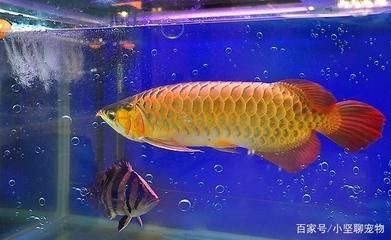 龍魚適合跟什么魚混養：如何與龍魚混養？