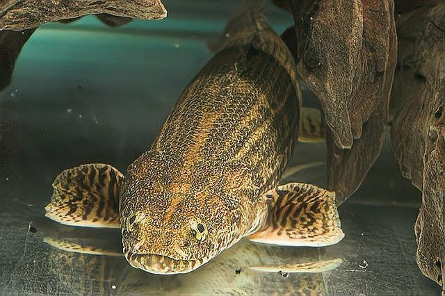 恐龍魚長得快嗎會死嗎