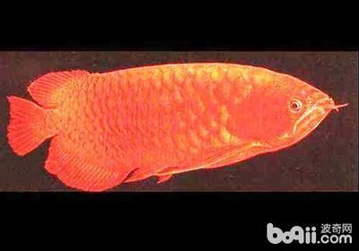 一條龍魚多少錢？