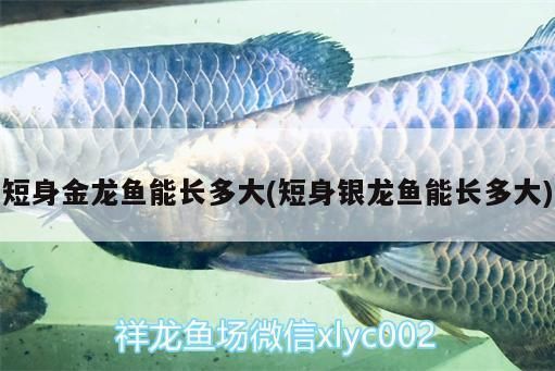 短身金龍魚能長多大：短身金龍魚的生長與壽命