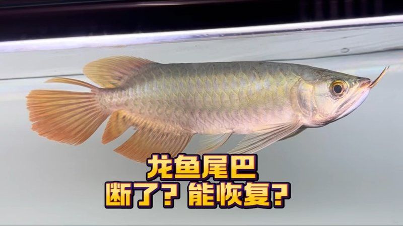 金龍魚散尾