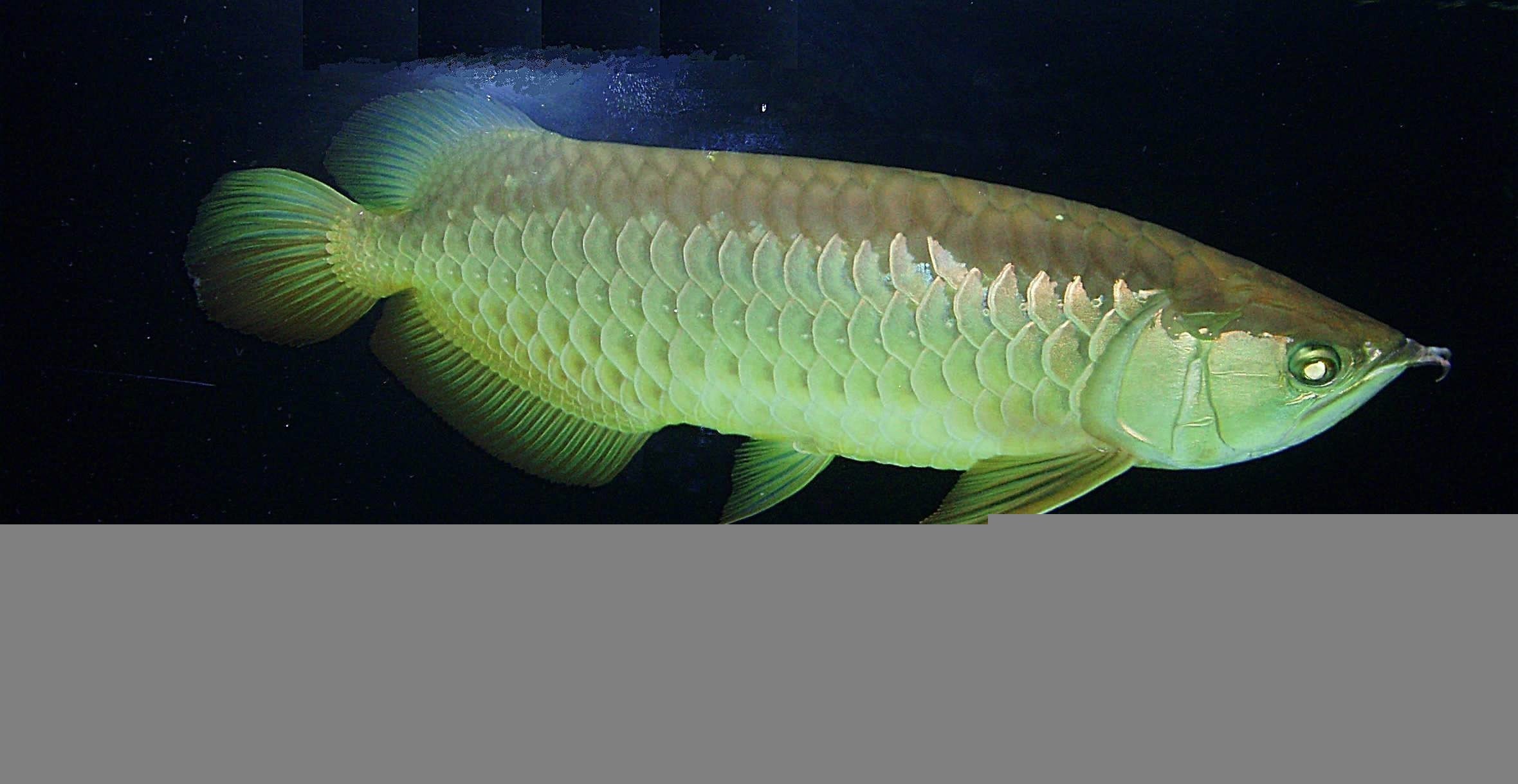 銀龍魚嘴巴上的須子怎么有點爛了（銀龍魚嘴上的須子爛了怎么辦）