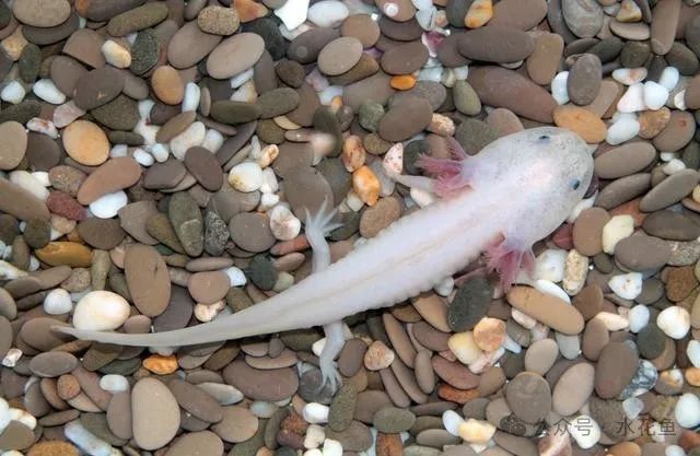 六角恐龍魚6個品種
