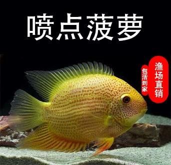 金龍魚和菠蘿魚混養好嗎圖片