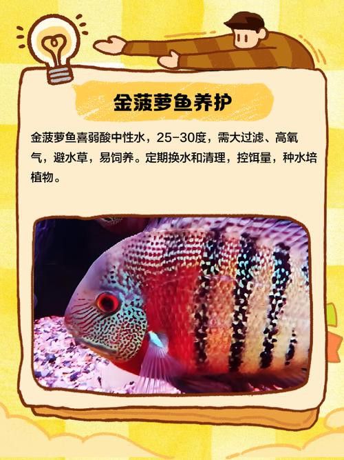 金龍魚和菠蘿魚混養(yǎng)好嗎圖片