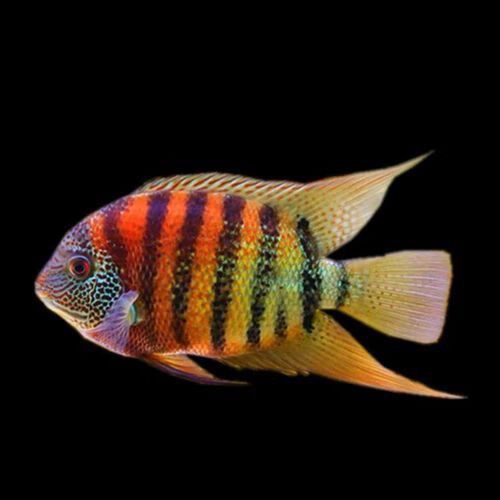 金龍魚和菠蘿魚混養(yǎng)好嗎圖片