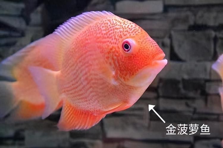 金龍魚和菠蘿魚混養(yǎng)好嗎圖片