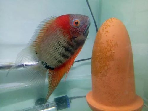 金龍魚和菠蘿魚混養(yǎng)好嗎圖片