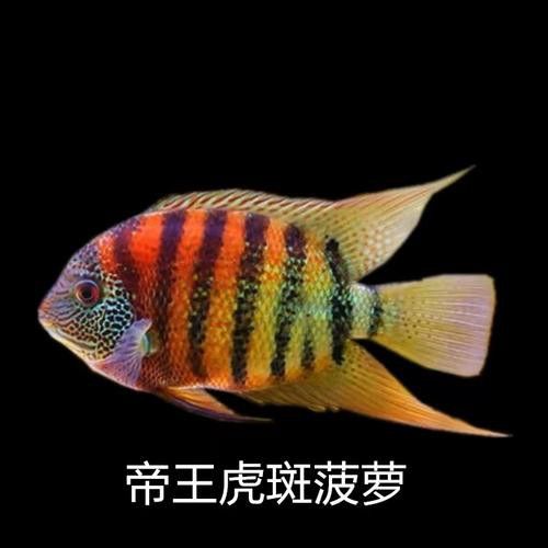 金龍魚和菠蘿魚混養(yǎng)好嗎圖片