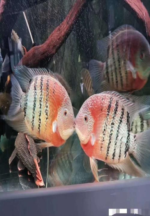 金龍魚和菠蘿魚混養(yǎng)好嗎圖片