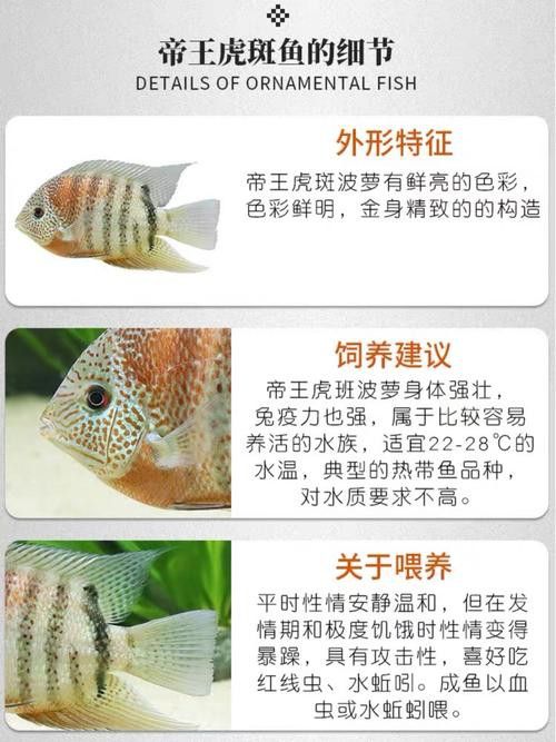金龍魚和菠蘿魚混養(yǎng)好嗎圖片