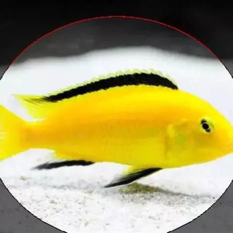 金龍魚和菠蘿魚混養(yǎng)好嗎圖片